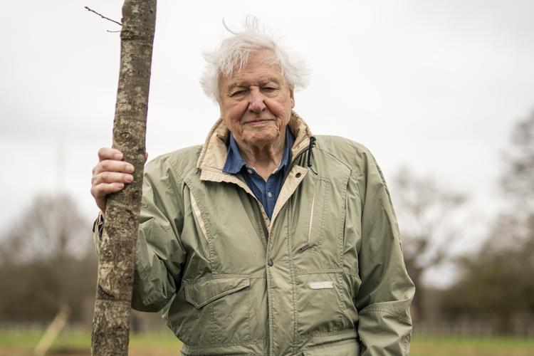David Attenborough (Ipa)