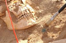 Il cranio di un soldato dell'esercito napoleonico accanto al bottone di un'uniforme - (Michel Signoli, Aix-Marseille Université)